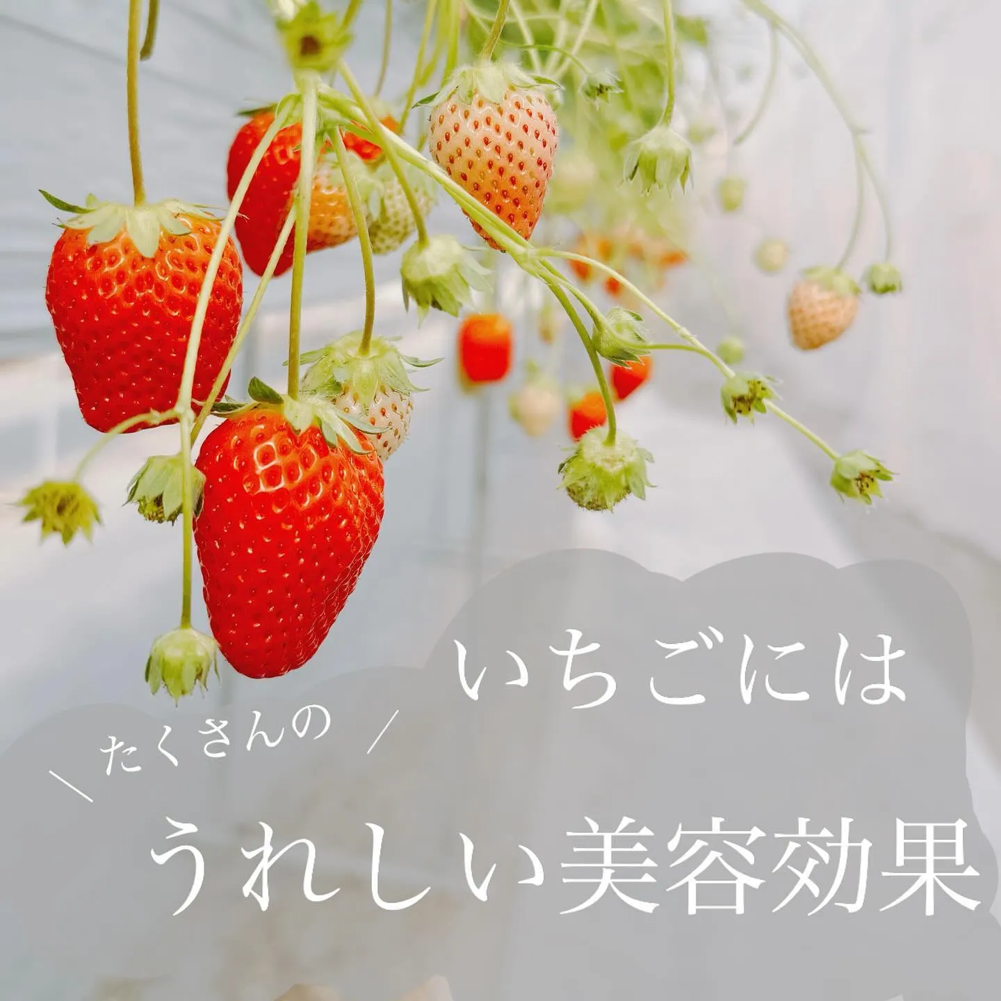 最近ではお店にたくさんの種類のいちごが